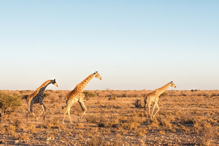 Giraffes run in Namibiaの写真素材