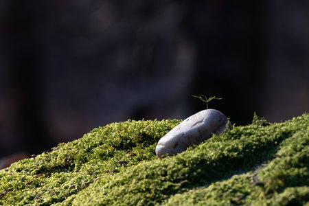 stone on the mossの写真素材