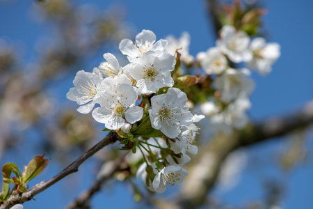 cherry blossom on blue skyの写真素材