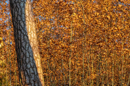branch and tree trunks in winterの写真素材