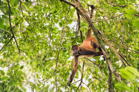 spider monkey in Costa Ricaの写真素材