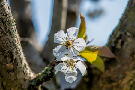 cherry blossom on blue skyの写真素材