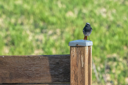 redstart we have poleの写真素材