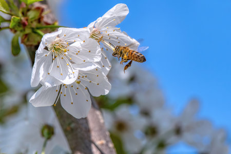 bee in flight on cherry blossomの写真素材