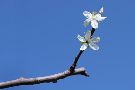 plum blossom on blue skyの写真素材
