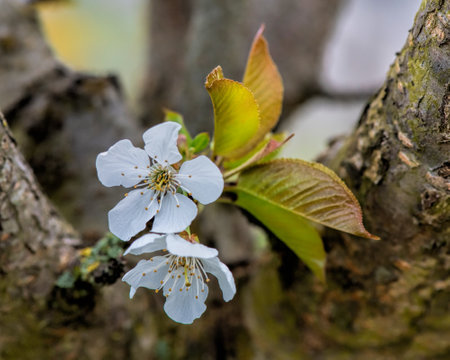 cherry blossom on blue skyの写真素材