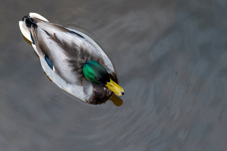 mallard duck seen from aboveの写真素材