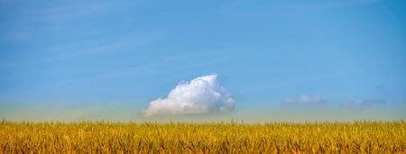 wheat field and small white cloudの写真素材