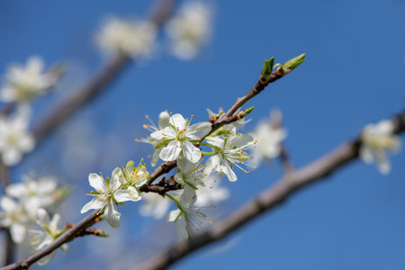 plum blossom on blue skyの写真素材