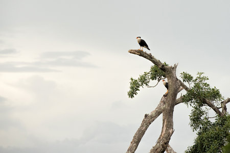 caracara bird in costa ricaの写真素材