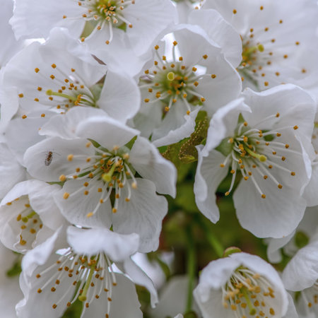 cherry blossom on blue skyの写真素材