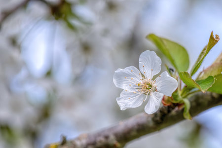cherry blossom on blue skyの写真素材