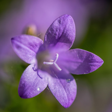 bellflowerの写真素材