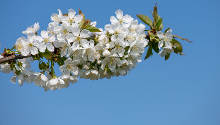 cherry blossom on blue skyの写真素材