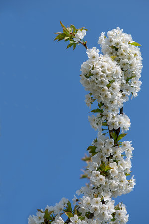 cherry blossom on blue skyの写真素材