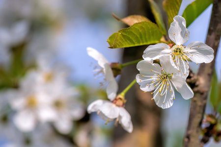 cherry blossom on blue skyの写真素材