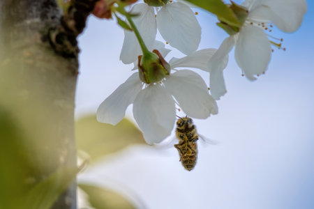 bee in flight on cherry blossomの写真素材