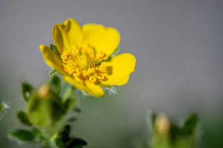 yellow cinquefoil flowerの写真素材
