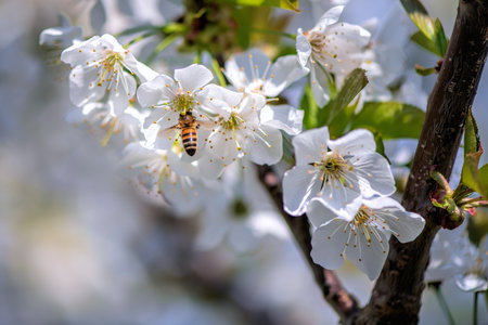 cherry blossom on blue skyの写真素材