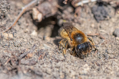 lonely bee in front of its nestの写真素材