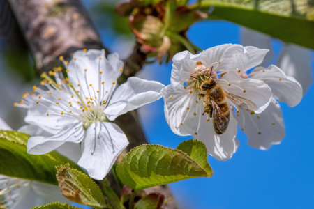 bee in flight on cherry blossomの写真素材