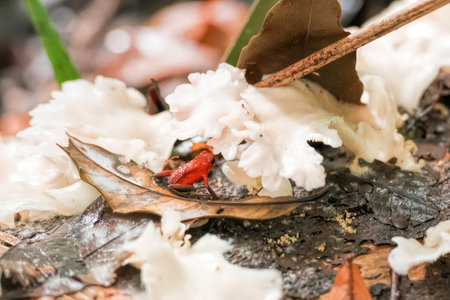 blue jeans dart frog in Costa Ricaの写真素材