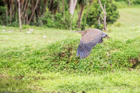 tiger heron in Costa Ricaの写真素材