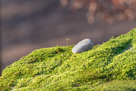 stone on the mossの写真素材