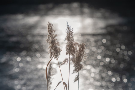 reeds on lake backgroundの写真素材