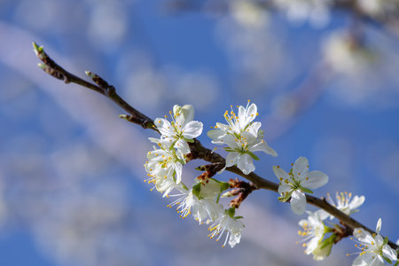 plum blossom on blue skyの写真素材