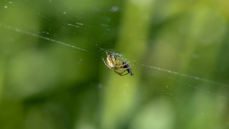 spider in its web and flyの写真素材
