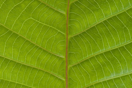 green leaf close up background