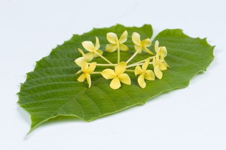 green leaf on white backgroundの写真素材