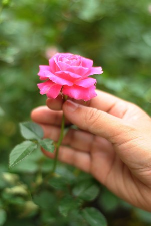 Pink Rose in a female Handの写真素材
