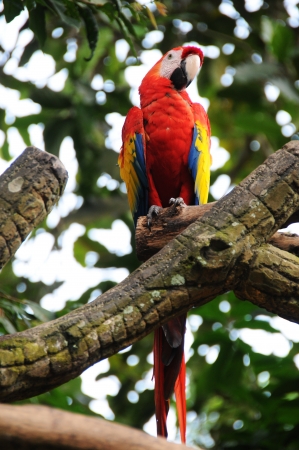 Beautiful Parrots  Scarlet Macaw  on the branch の写真素材