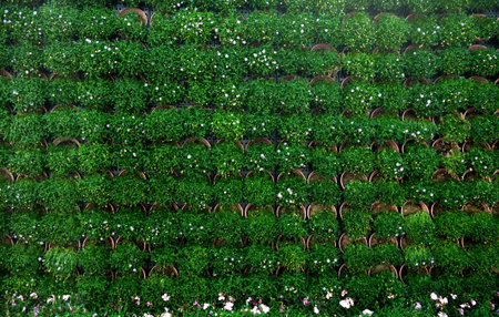 Green leaf natural backgroundの写真素材