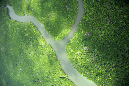 mangroves aerial view