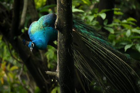 Indian Blue Peafowl  Pavo Cristatus  の写真素材