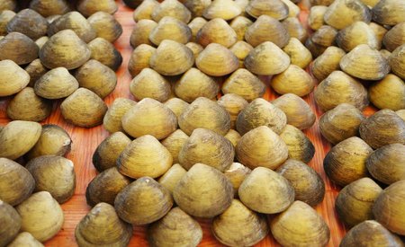 Seashell species moluska (Polymesoda expansa)