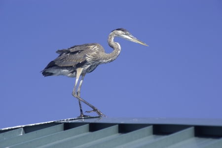 Blue Heron on the roof of a fishing pierの写真素材