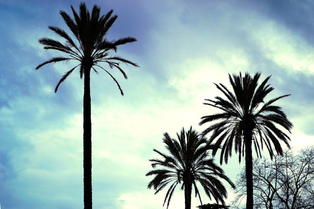 Blue Sky Palmsの写真素材