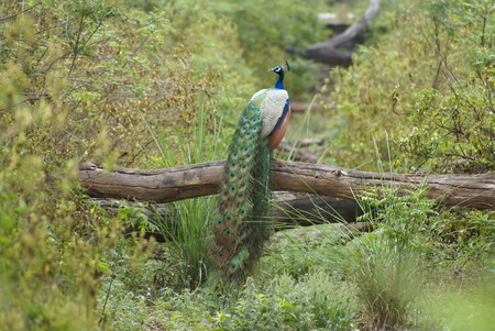 Indian peacockの写真素材