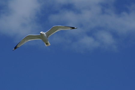 flying birdの写真素材