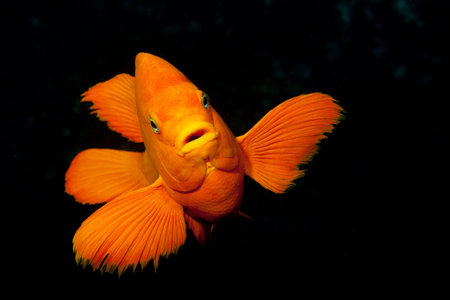Garibaldi at Catalina Island