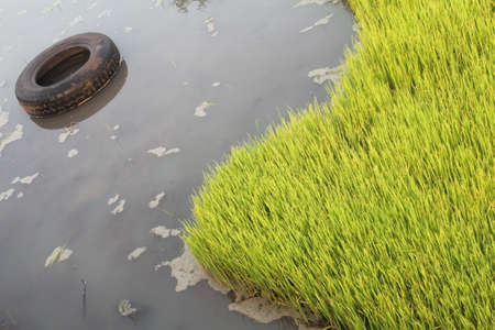 sawah (indonesian ricefield)の写真素材
