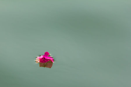Flower on the water