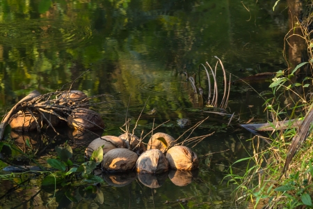 Coconut floating on the waterの写真素材