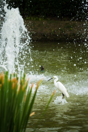 great white egret in parkの写真素材