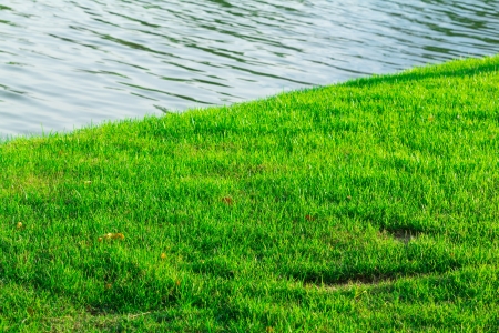 Grass texture の写真素材