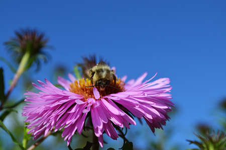 Insect on a Flowerの写真素材